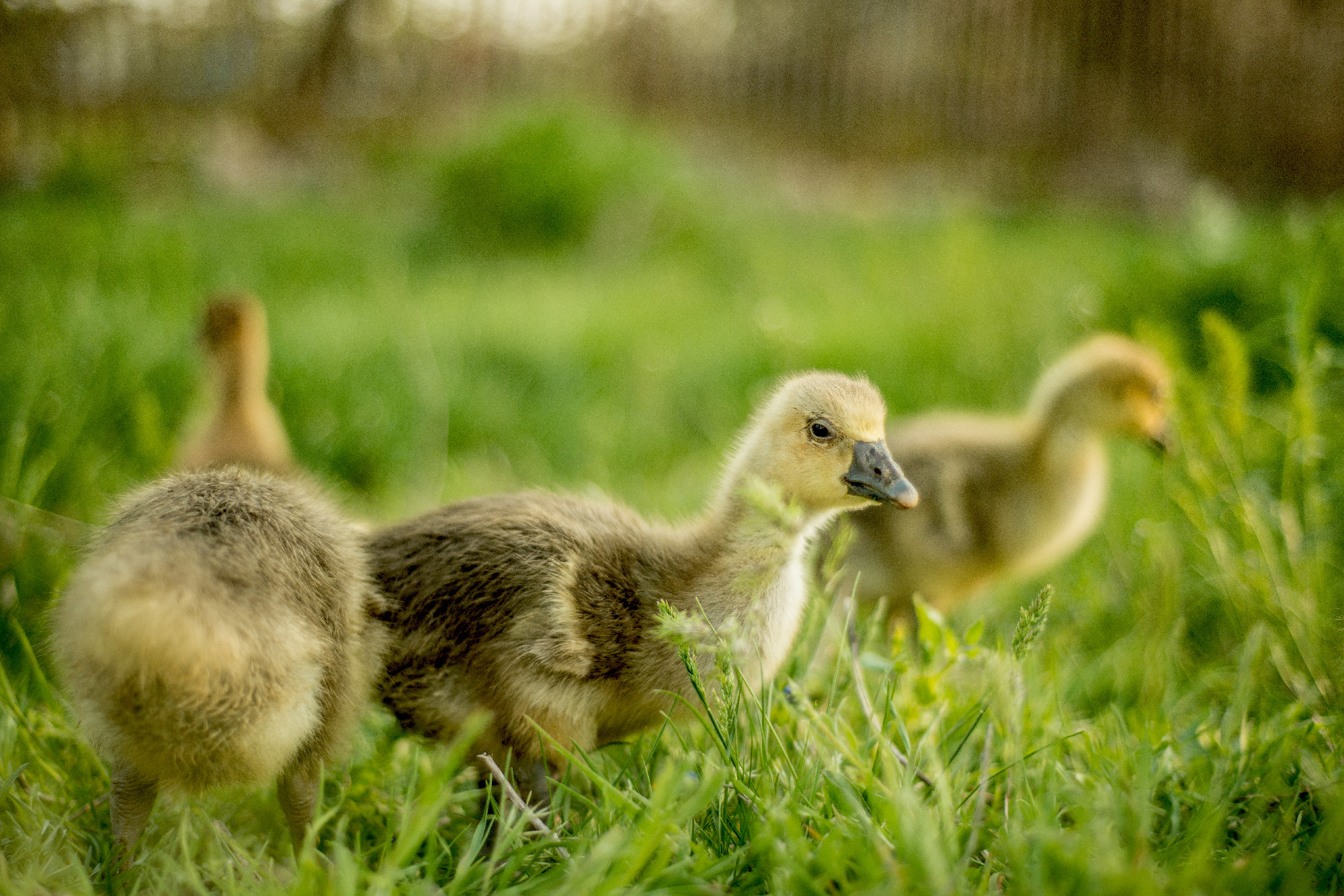 Little goslings eating grass on traditional free range poultry f