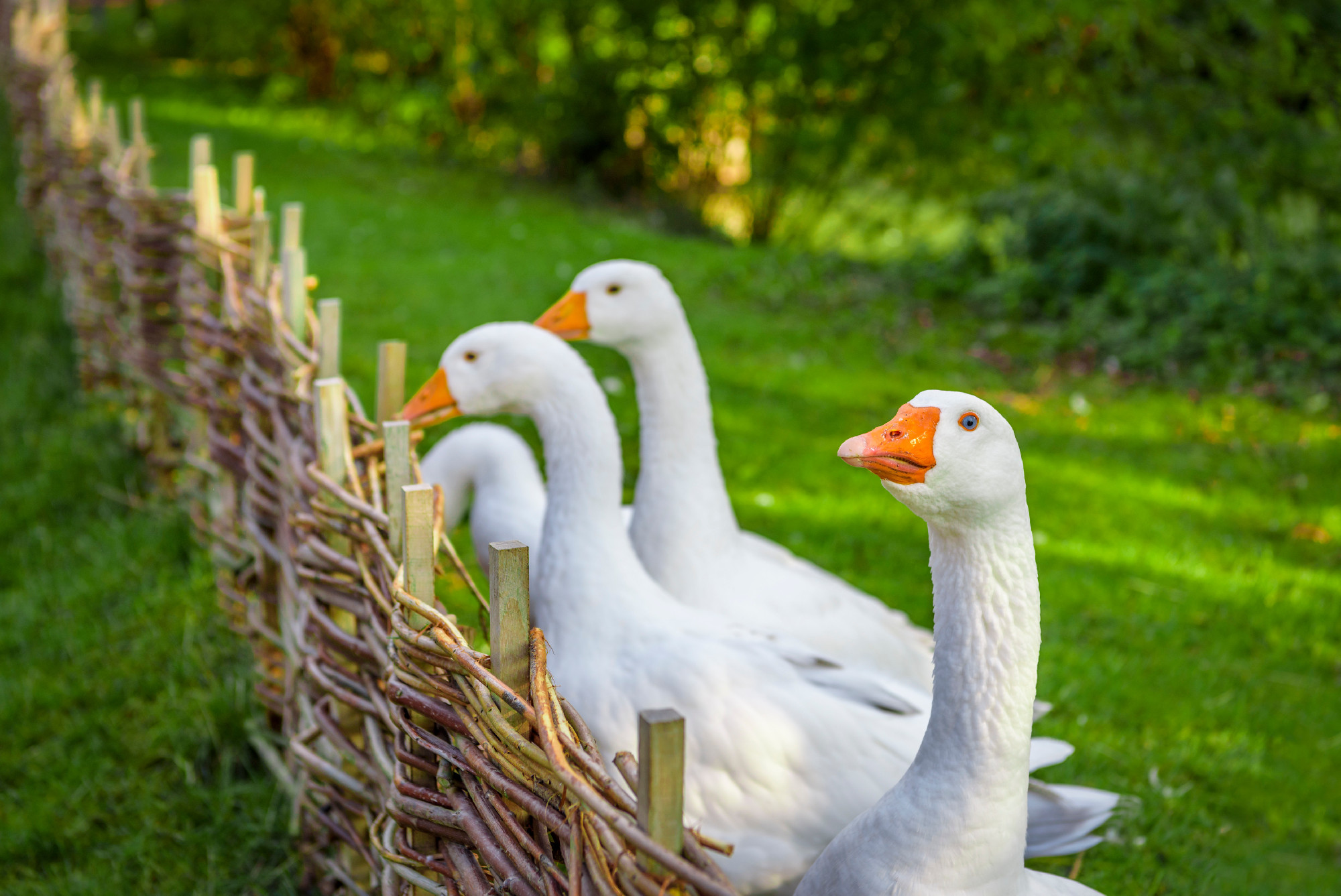 Goose looking at camera