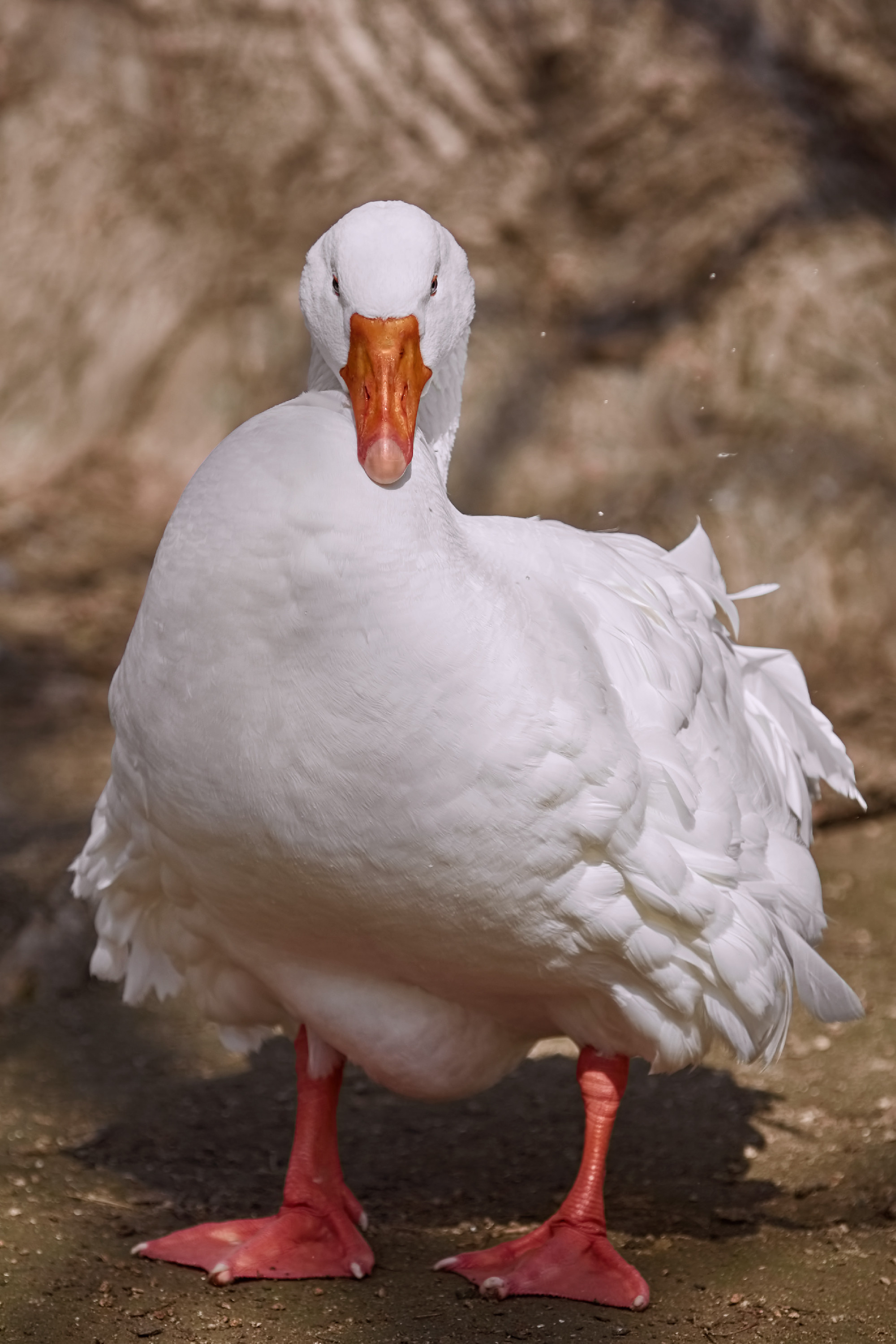Portrait of Goose