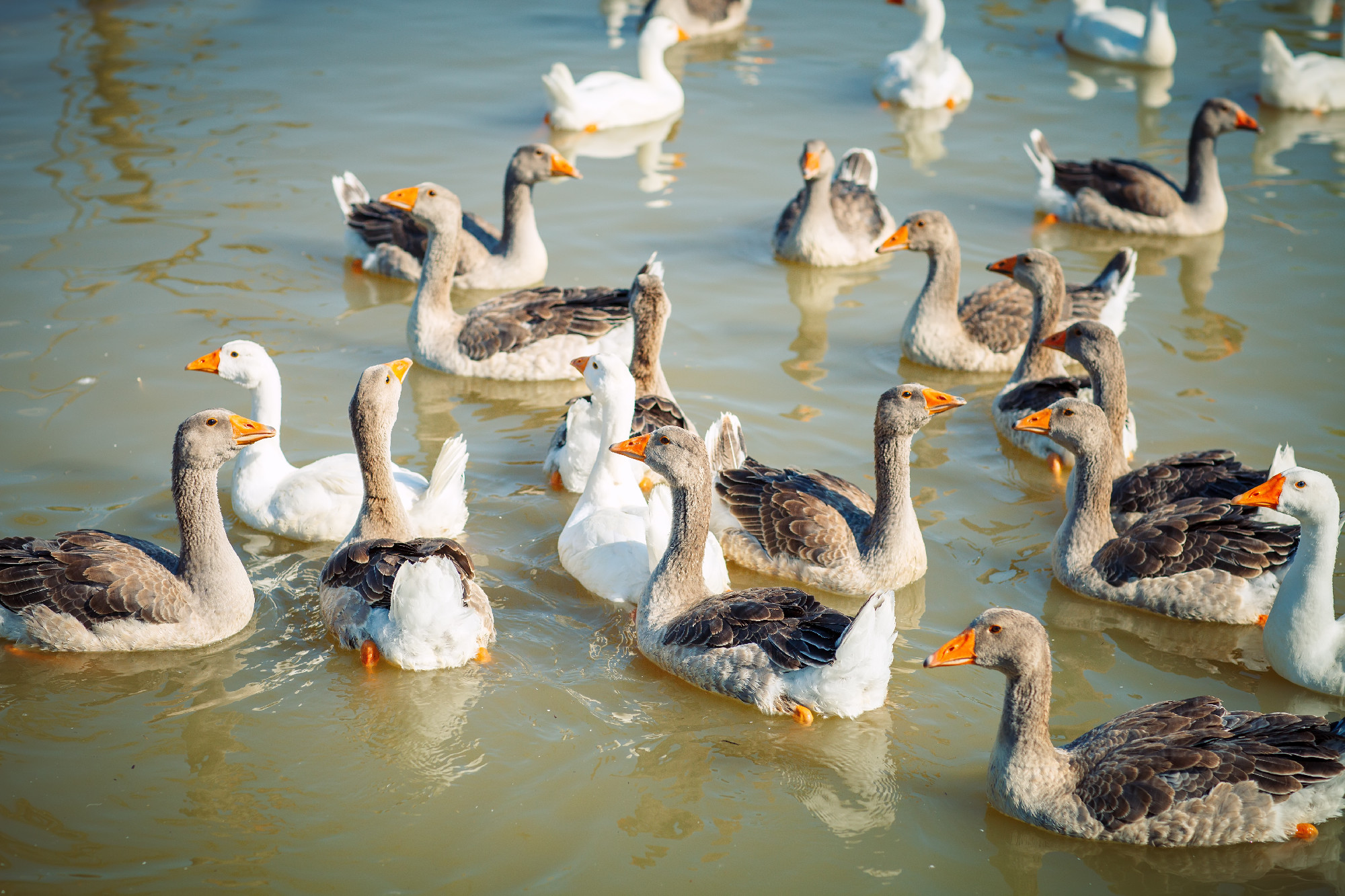 A group of geese on the poultry farm.