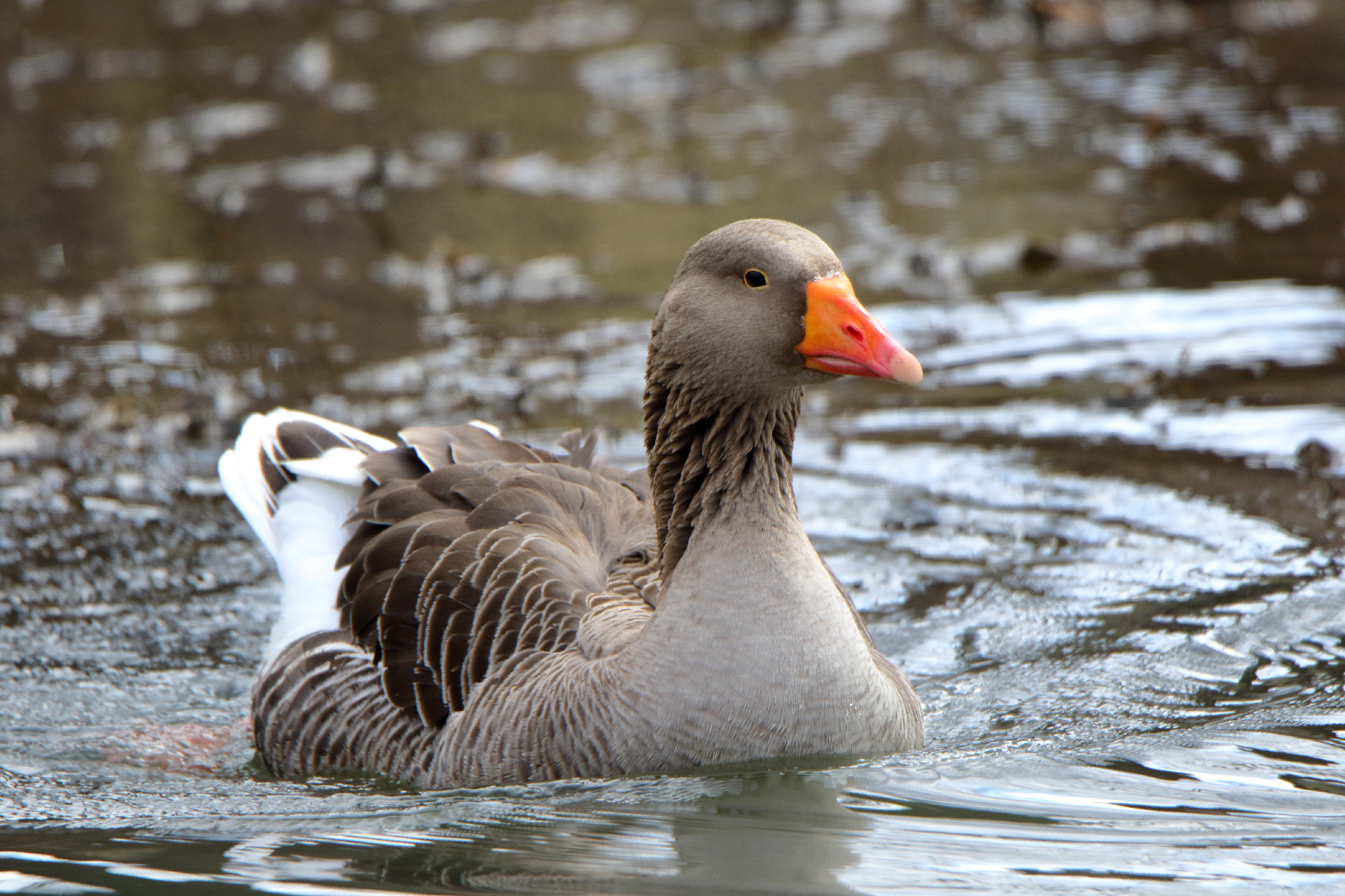 Domestic goose swimming in water surrounded by ripples