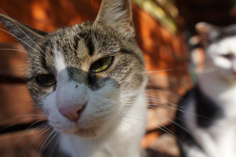 „Tízből hét bekerülő macskában van légpuskalövedék” – állatotthonban jártunk