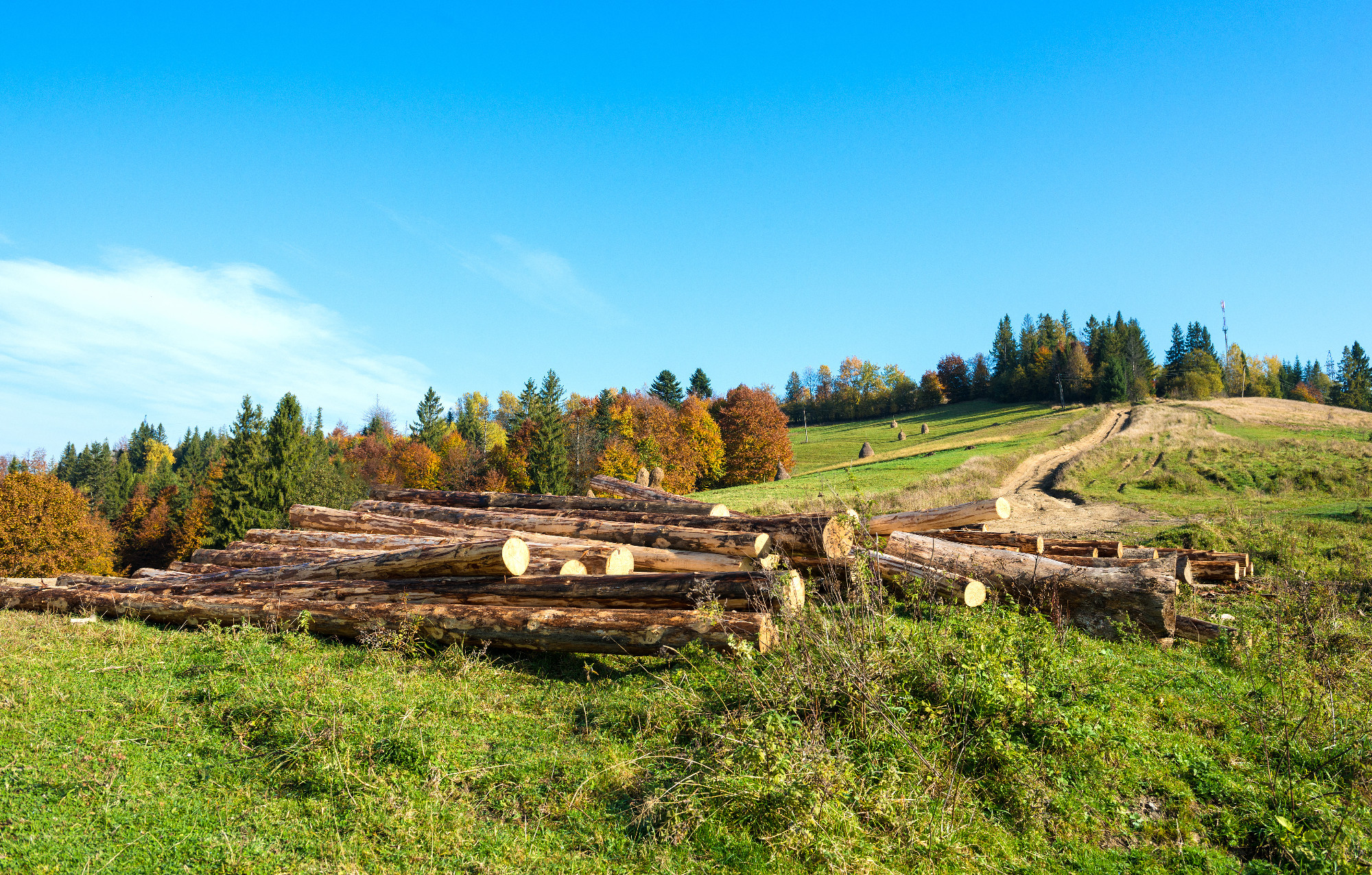 Freshly chopped tree logs