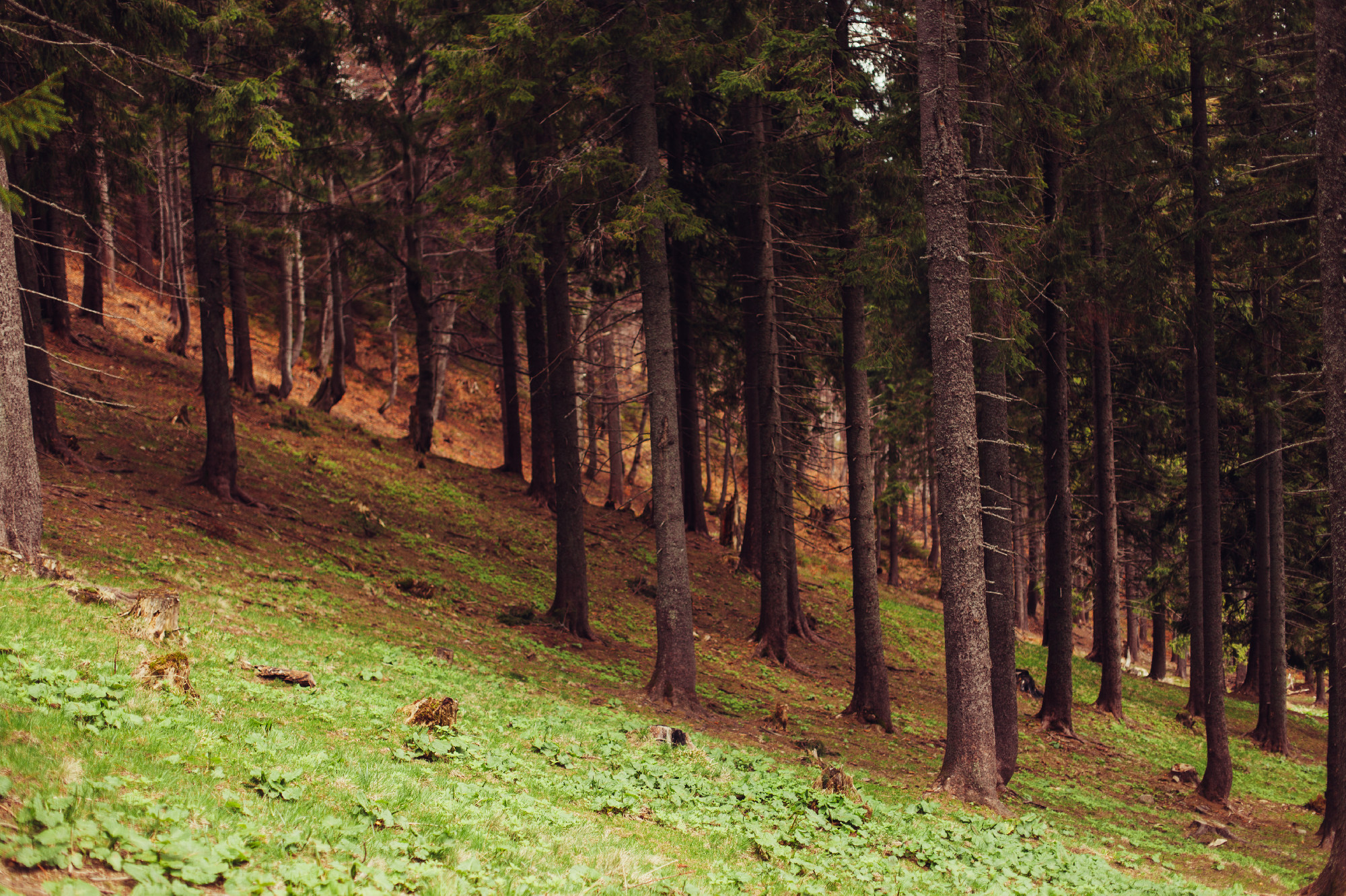 Forest of pine in the mountains