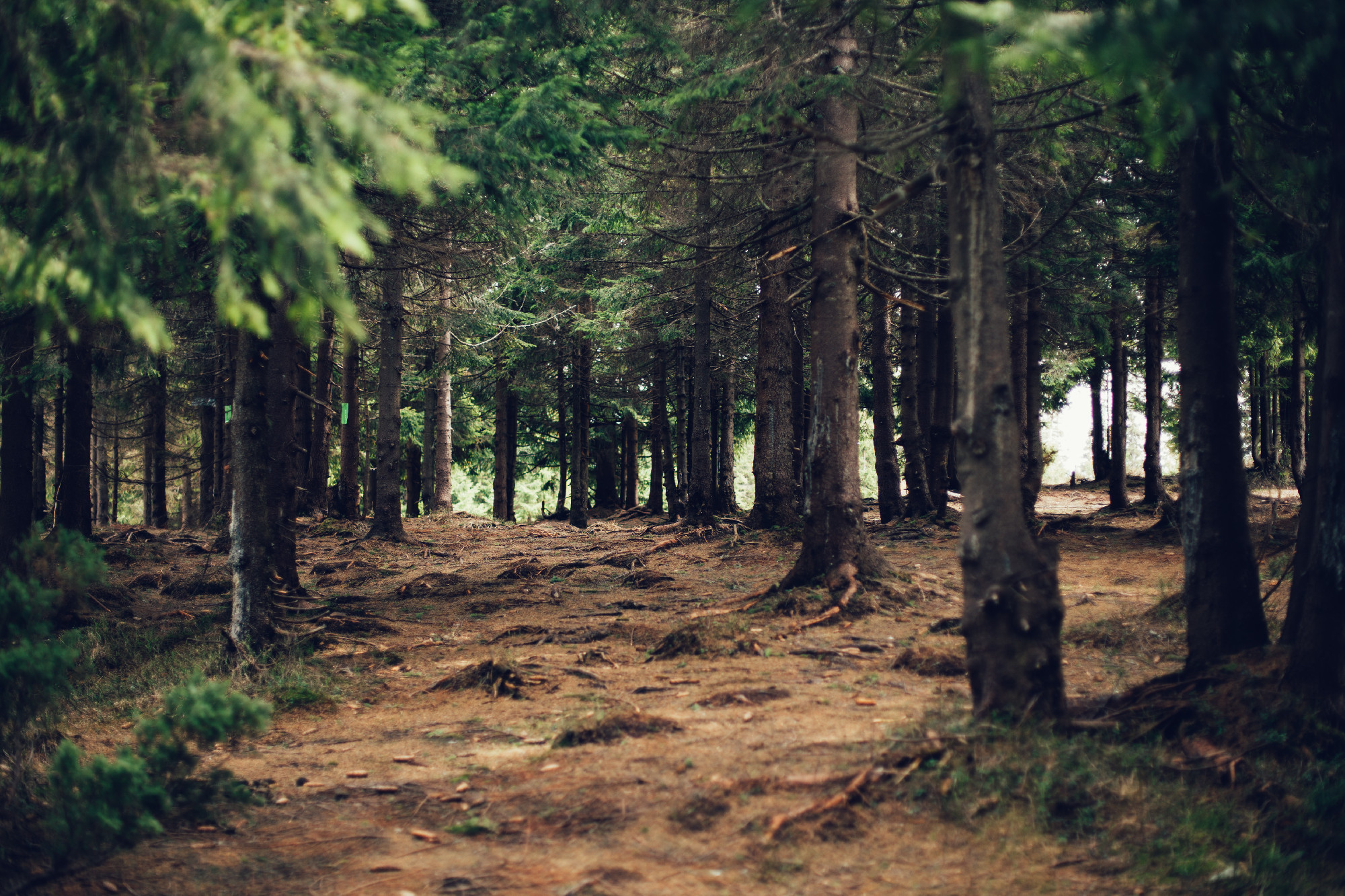 Forest of pine in the mountains