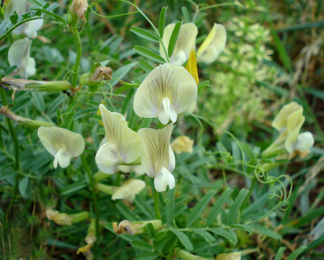 oshonos-novenyeink-szennyes-bukkony-Vicia_grandiflora_W