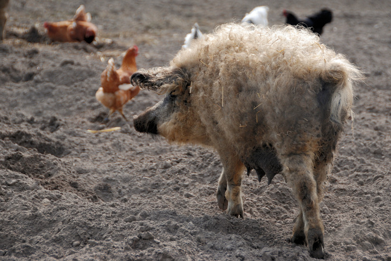 A sertés, aminek közel minden disznó rokona volt – Miért népszerű a mangalica?