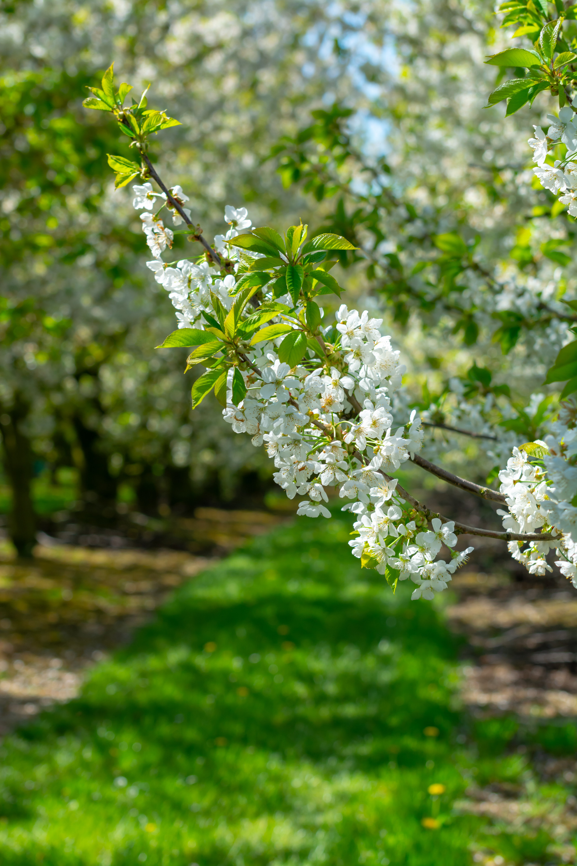 Öt vadgyümölcsfa, amit megéri (újra)felfedezni
