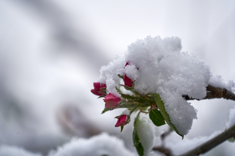 Mit jelent a márciusi hóesés? – Egy gyümölcsész véleménye 