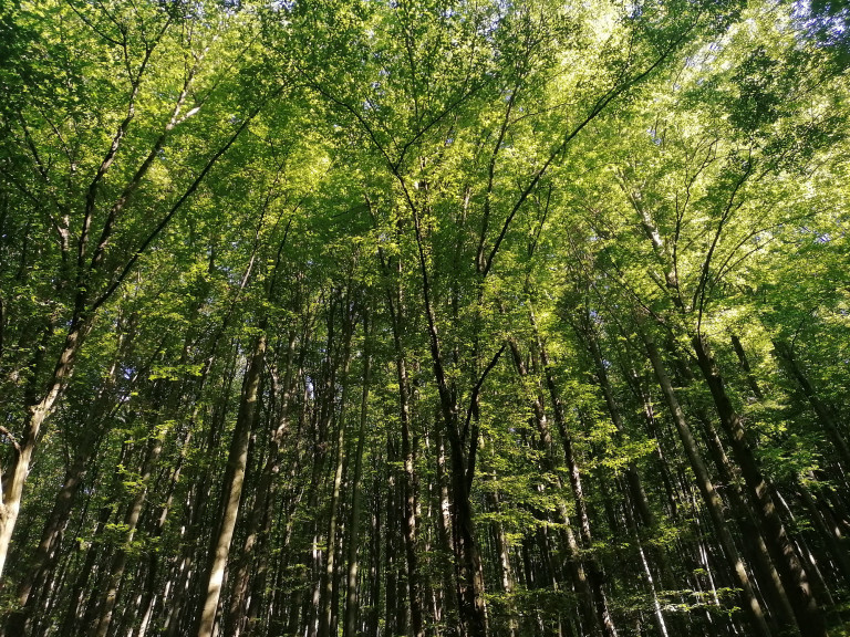 Nyolc tény, ami rávilágít, miért nem élnénk túl erdők nélkül