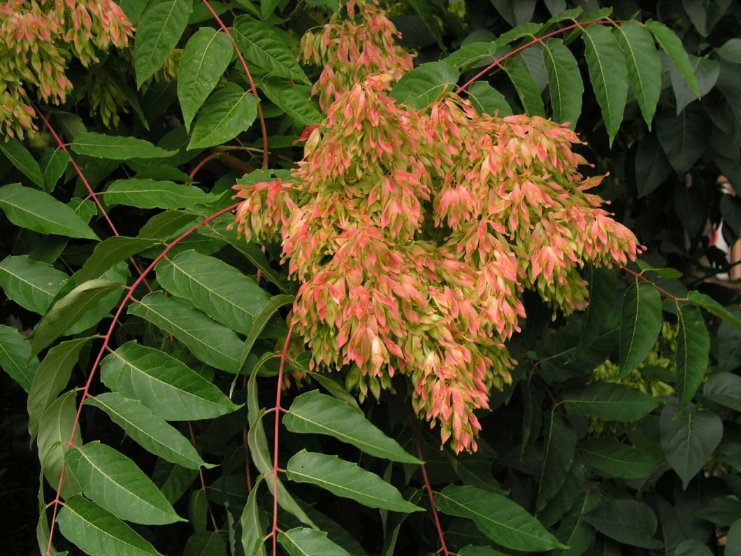 kulonleges-diszfak-Ailanthus-altissima-balvanyfa-biborsarkany