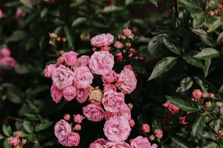 Mit jelent rózsát ültetni és nevelni – értsük meg a meséjét