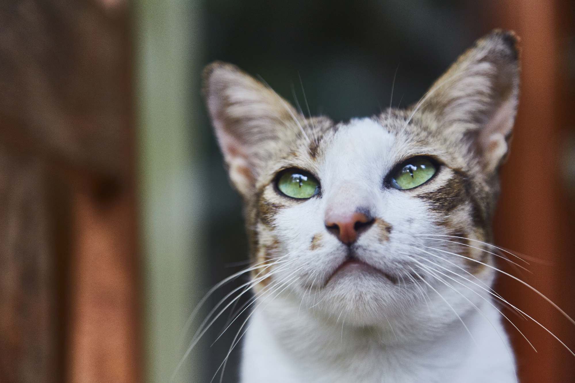 Cicakvíz: te mennyit tudsz a kiskedvencekről? 