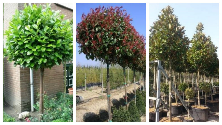 9 bokor, amit fává nevelhetsz egy szebb és praktikusabb kertért