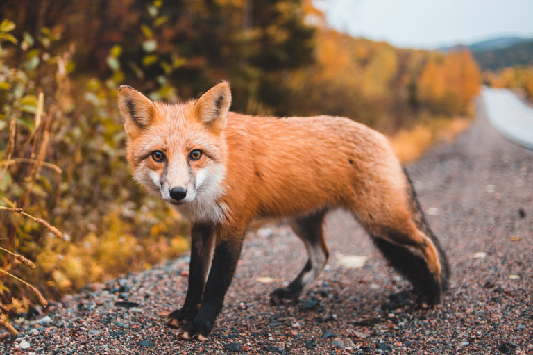 Miért fontos repülőről oltani a rókákat? – Erről is kérdeztük az országos állatvédelmi főfelügyelőt