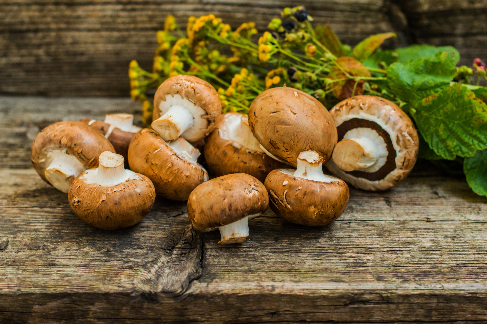 Royal champignons on a wooden background. Selective focus. Close-up