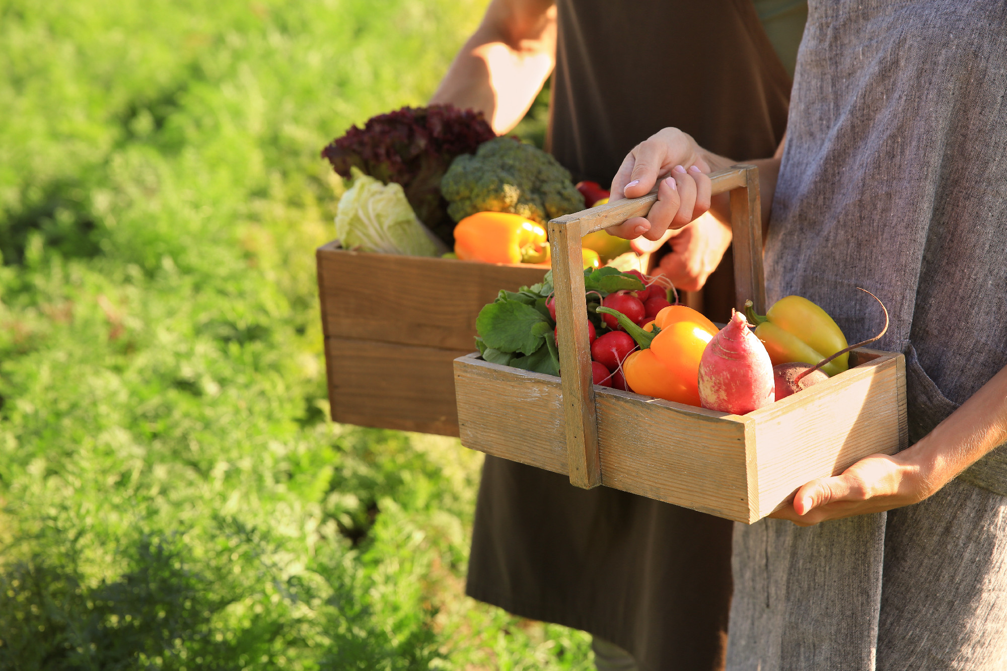 Farmers with gathered vegetables in field, closeup�