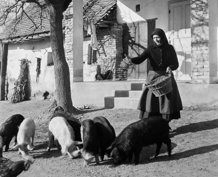 Egyik bongyor, másik vörös, a harmadiknak lóg a füle, ezért siska – őshonos sertésfajtáink izgalmasabbak, mint hinnéd!