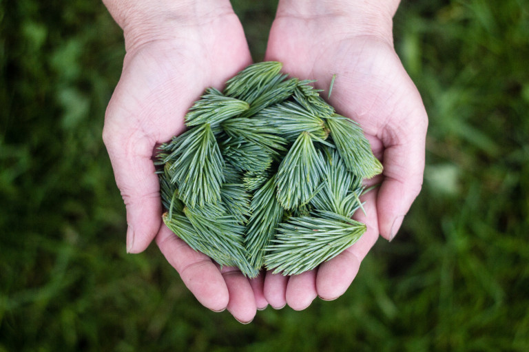 A fenyő gyógyhatásai: magas C-vitamin- és antioxidáns-tartalma van!