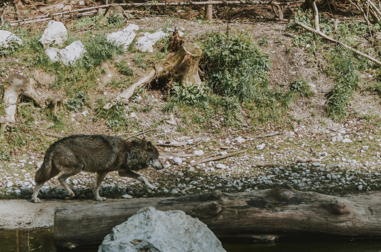 Gyógyítják a folyót, az erdőt, mégis üldözzük őket – nézzünk másképp a farkasokra!