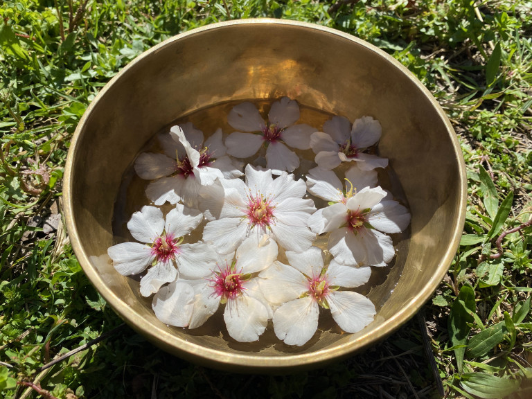 Nyugalmat hozó mandulavirág-eszenciát készítettünk házilag