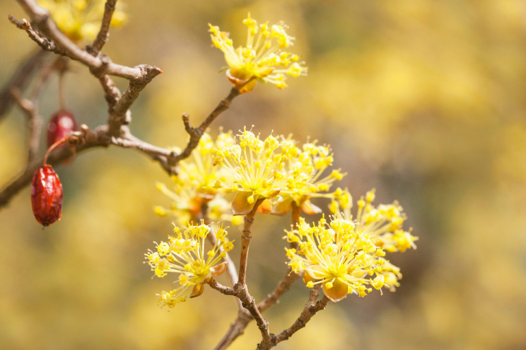 A somvirág legendája