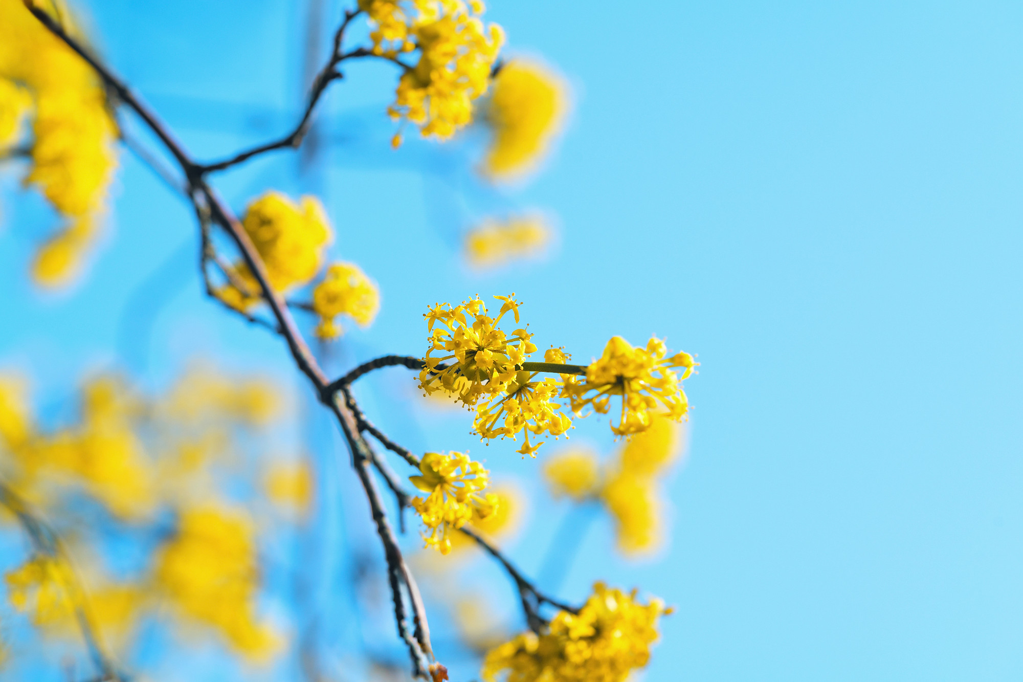 Bright yellow flowers bloom under a clear blue sky in springtime nature.