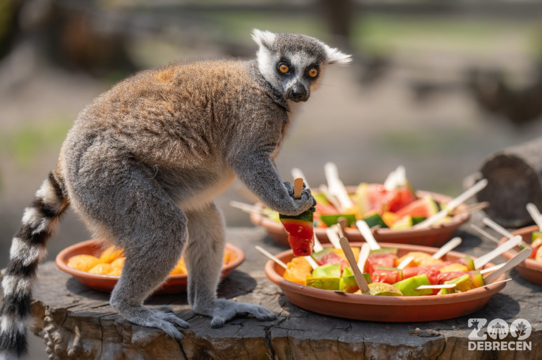 Mediterrán életérzés, vörös panda és reményt hozó nárcisz Debrecenben