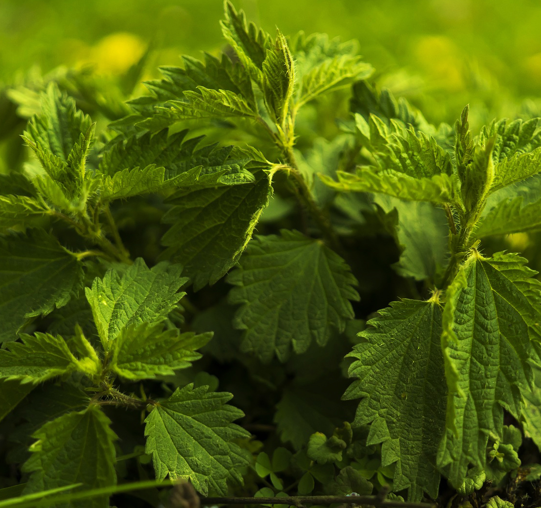 Csihány, csollány, csalgan