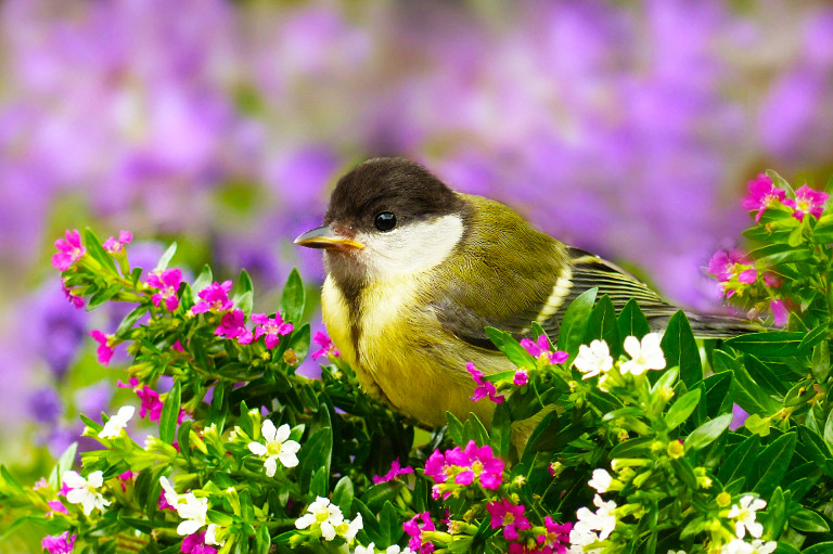 A körülöttünk élő csendes segítők nélkül nincs sikeres kertészkedés – a madarak nélkülözhetetlen szövetségeseink