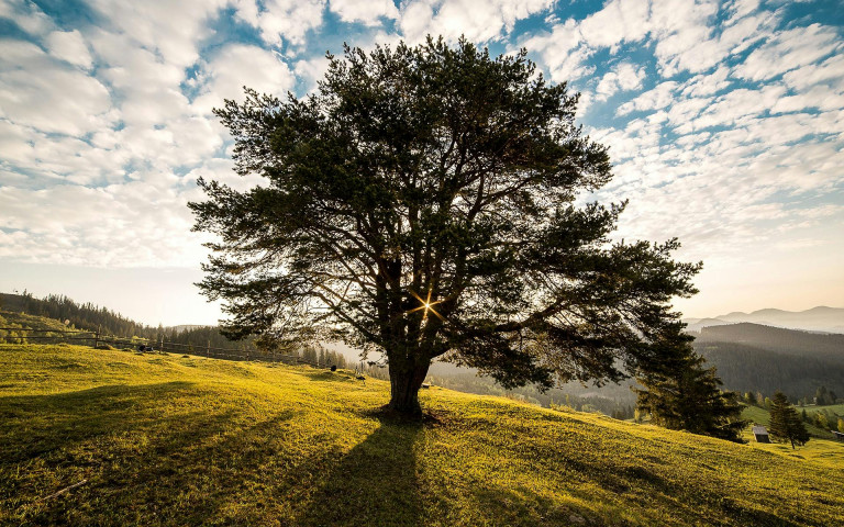 Történetünk főhőse egy fa – nevezd te is kedvenc fádat az Év Fája hazai versenyére!