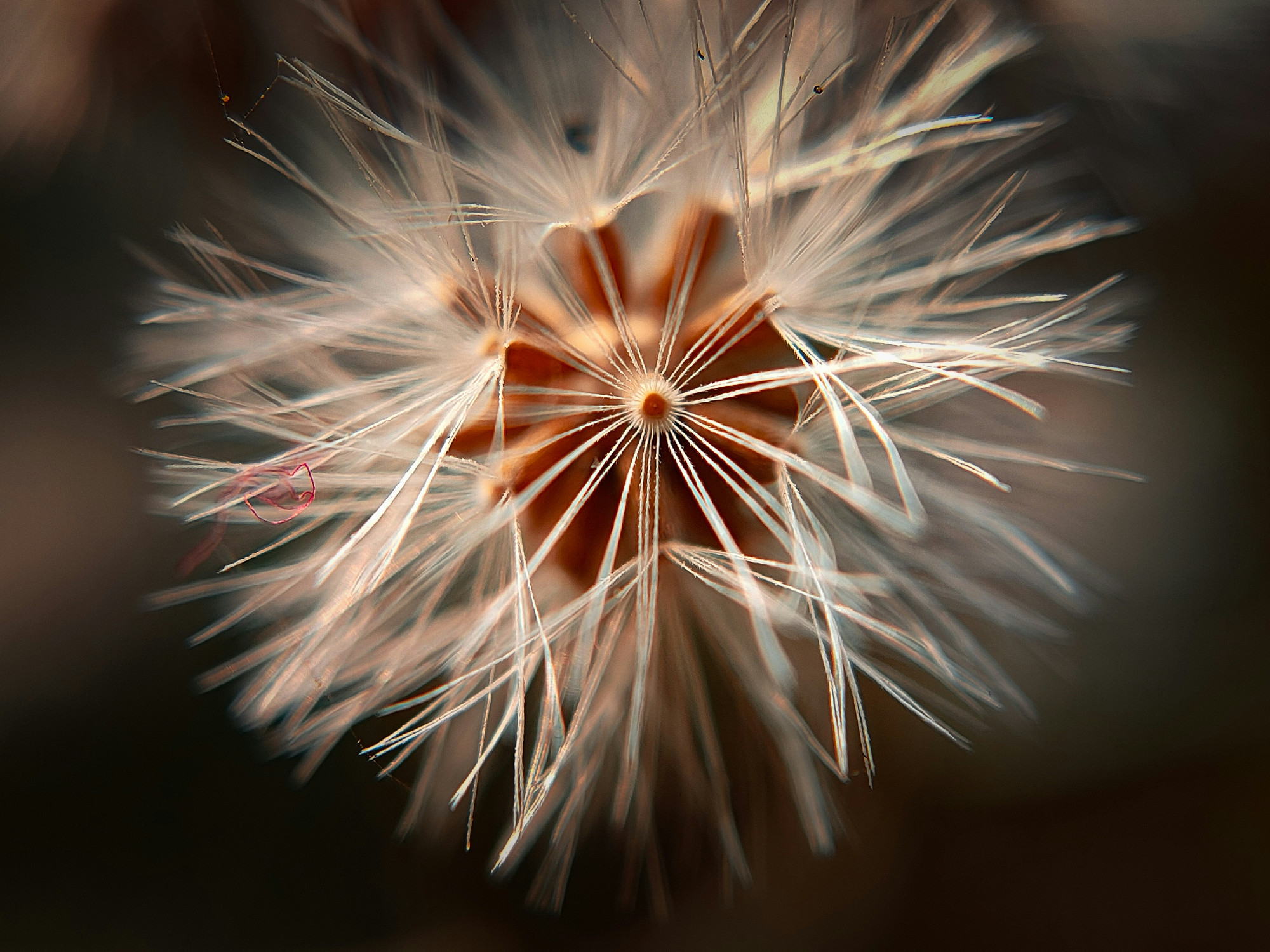 Áprilisban gyűjthető és feldolgozható gyógynövényeink