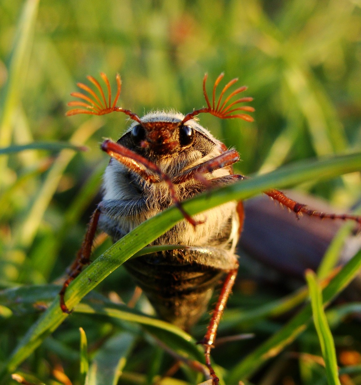 Csak versben kedves, valójában hatalmas károkat okoz a kertben 