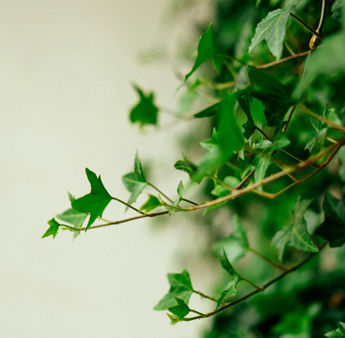 Amit tudni érdemes a fölfelé kapaszkodó növényekről