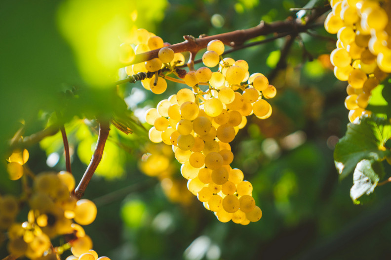 „Az én boromban nincs más, mint a szőlőfürt nedve” – magyar borhamisítási kalandok