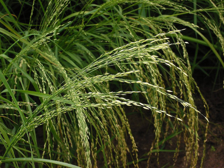 Egyre népszerűbb a világ legkisebb gabonája, az emberiség első haszonnövénye: a teff