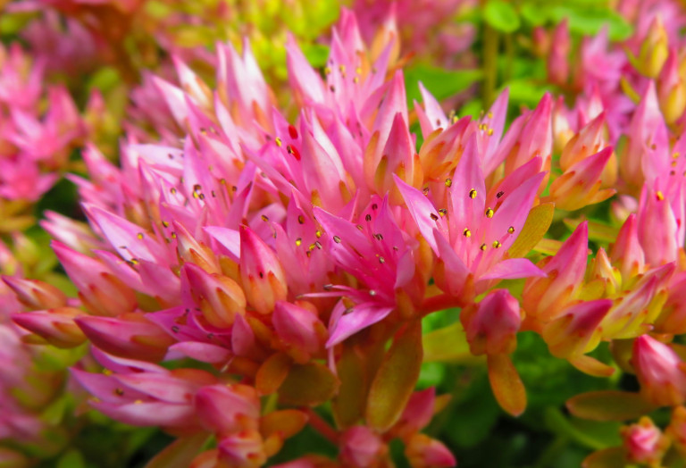Ez a finomság egyetlen kertből sem hiányozhat – rózsaszín árnyalatok millióit kínálják a legpompásabb virágok