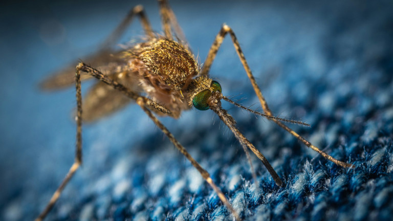 A legyek és a szúnyogok szerteágazó hasznáról: a csokoládétól az életmentő mikrorepülőkig