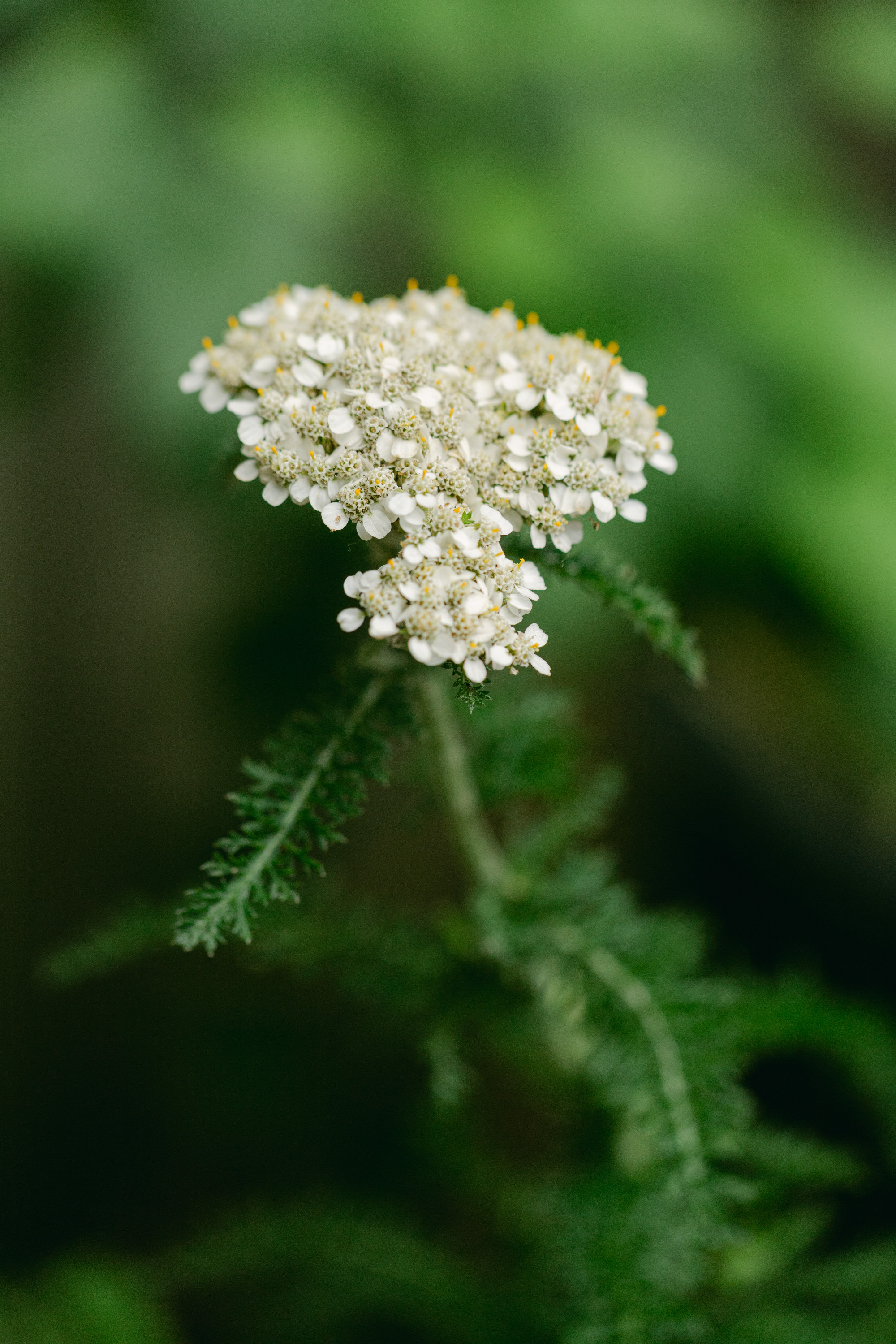 Flowering plant with delicate white blossoms and green foliage observed in a lush natural setting during the summer months