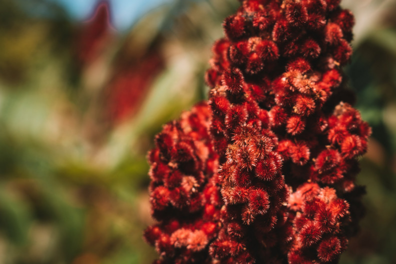 Sumac – a Közel-Kelet édes-savanyú titka