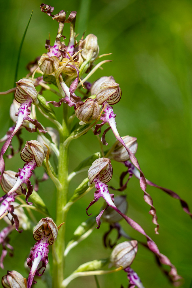 Himantoglossum adriaticum - Adria Riemenzunge