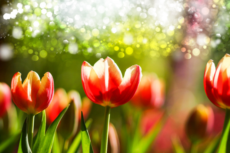 Most kell tenned a lenyűgözően szép tavaszi tulipánágyásért!