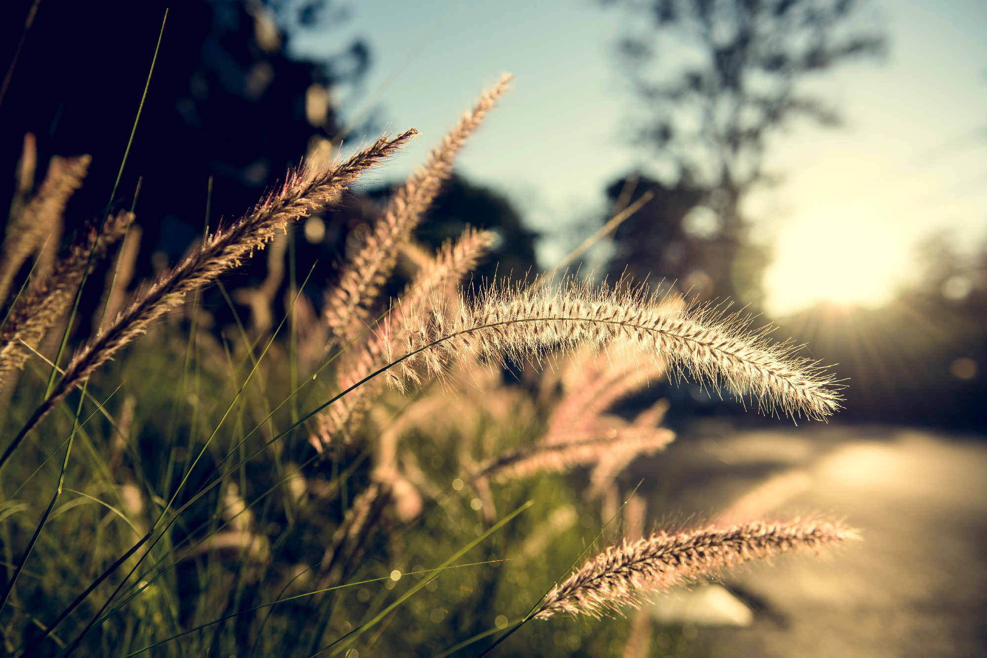 Grass with Sunlight on Countryside Suburban