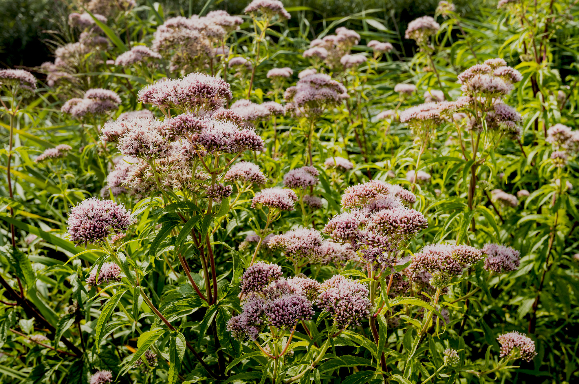 Blossoming Hemp-agrimony from close