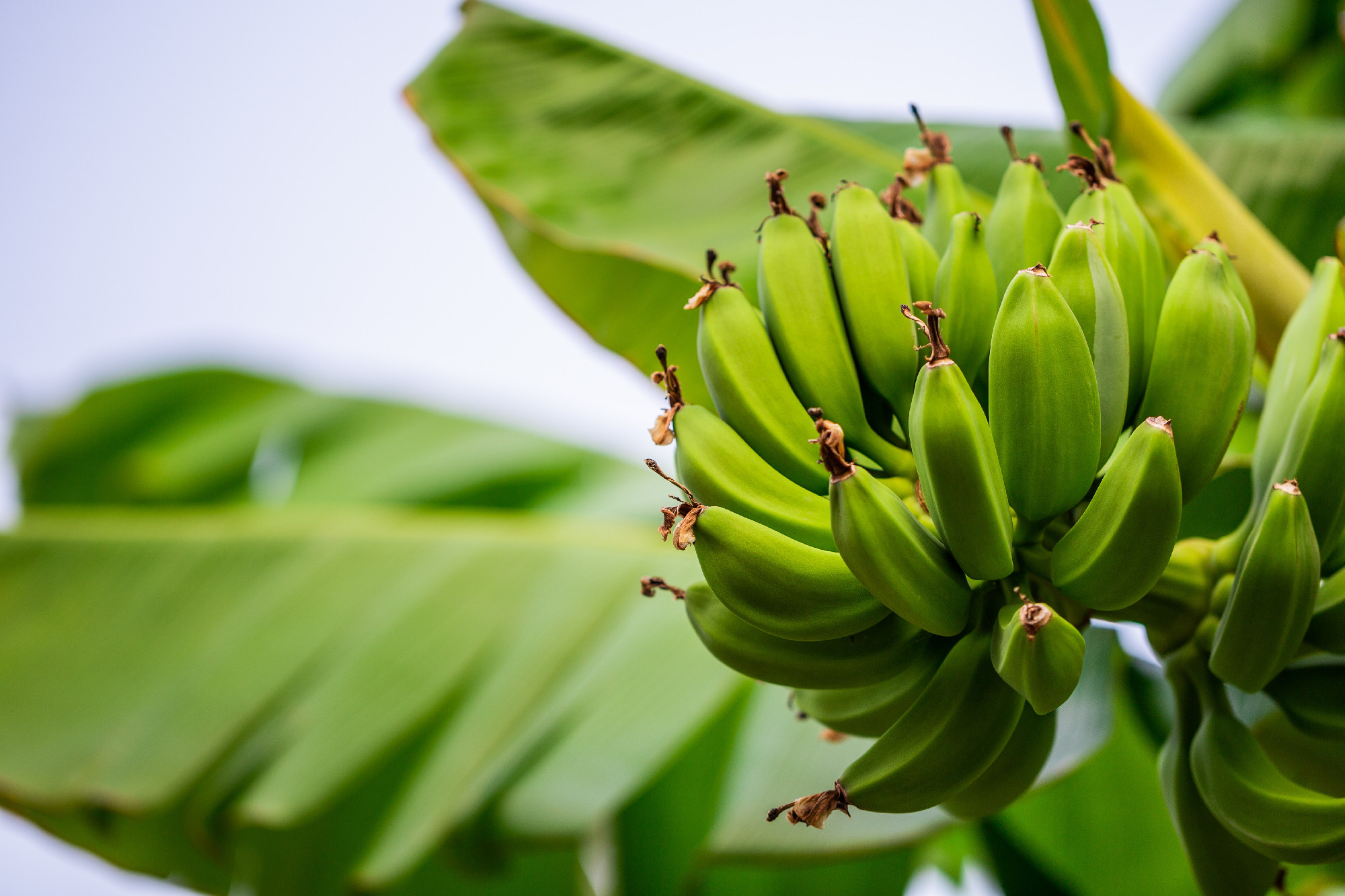 Green banana bunch. Food. Branch with bananas. Season.