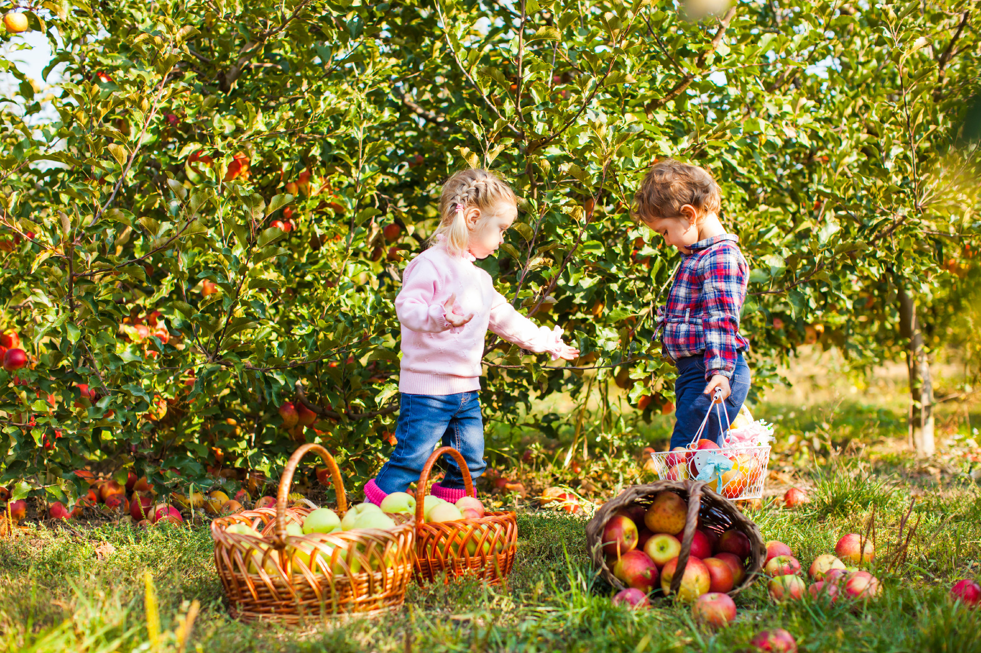 Adorable sisters at the apple farm garden