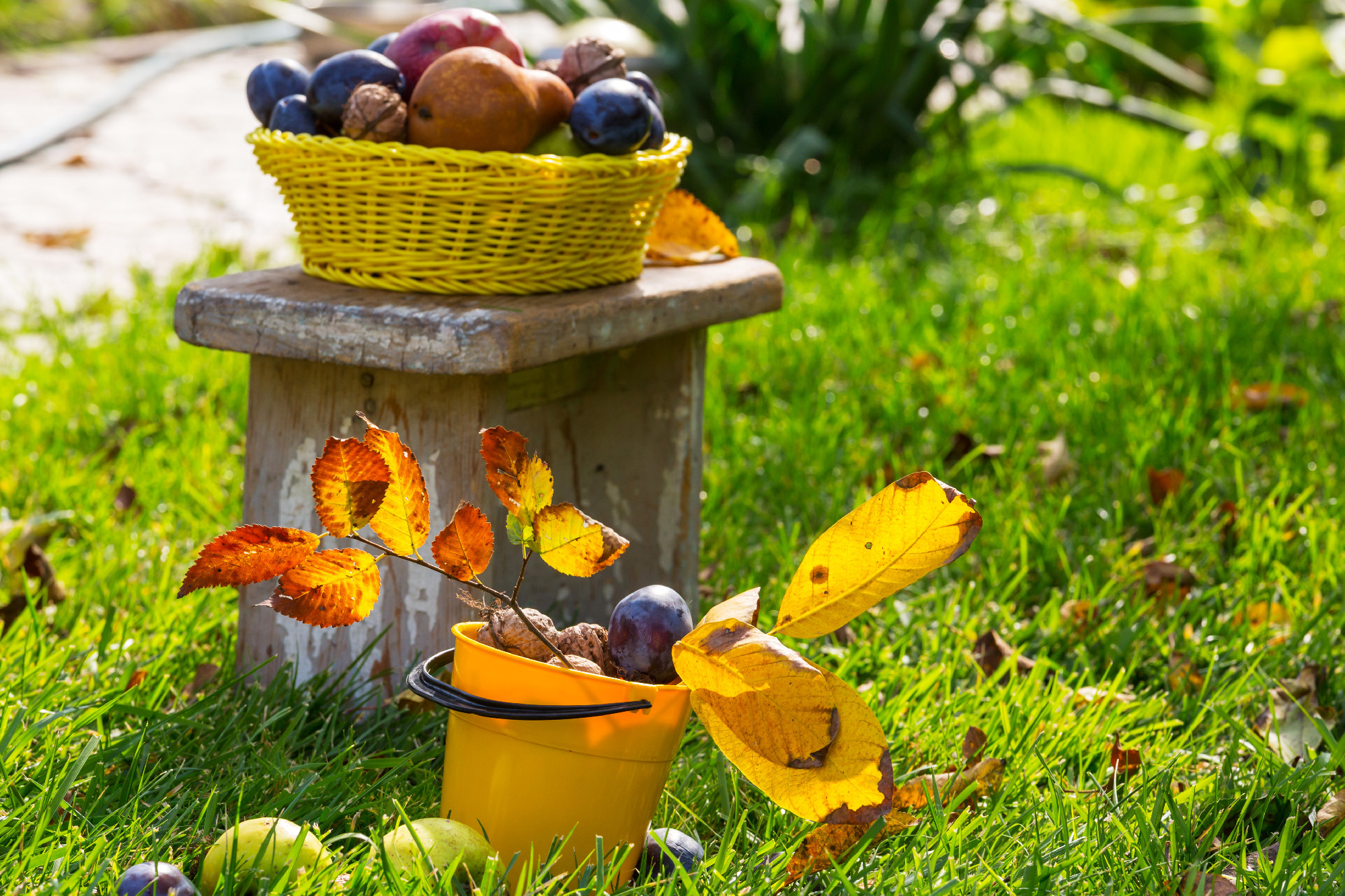 Autumn scene