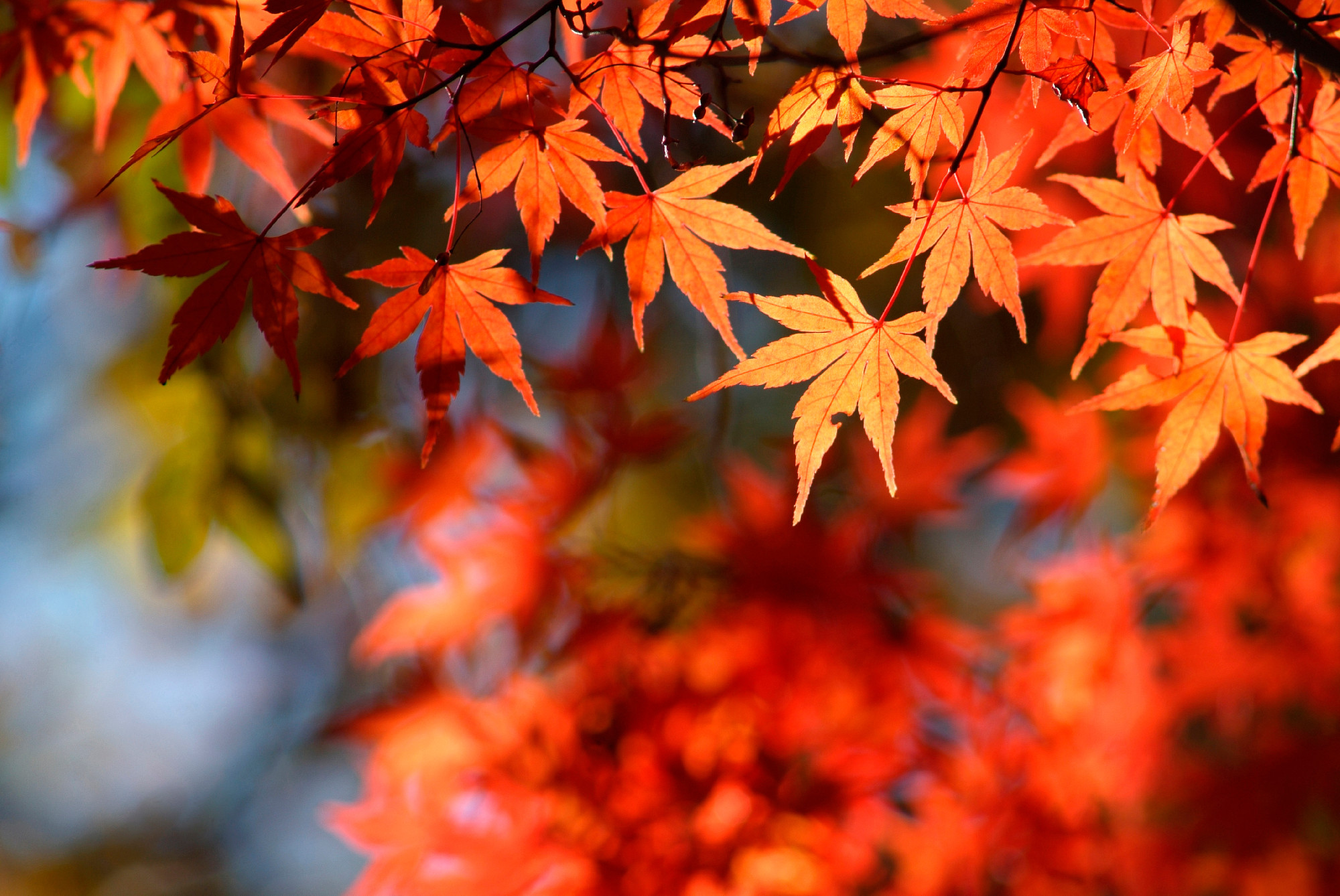 Momiji – a japán ünnep a mi életünket is megszínesítheti