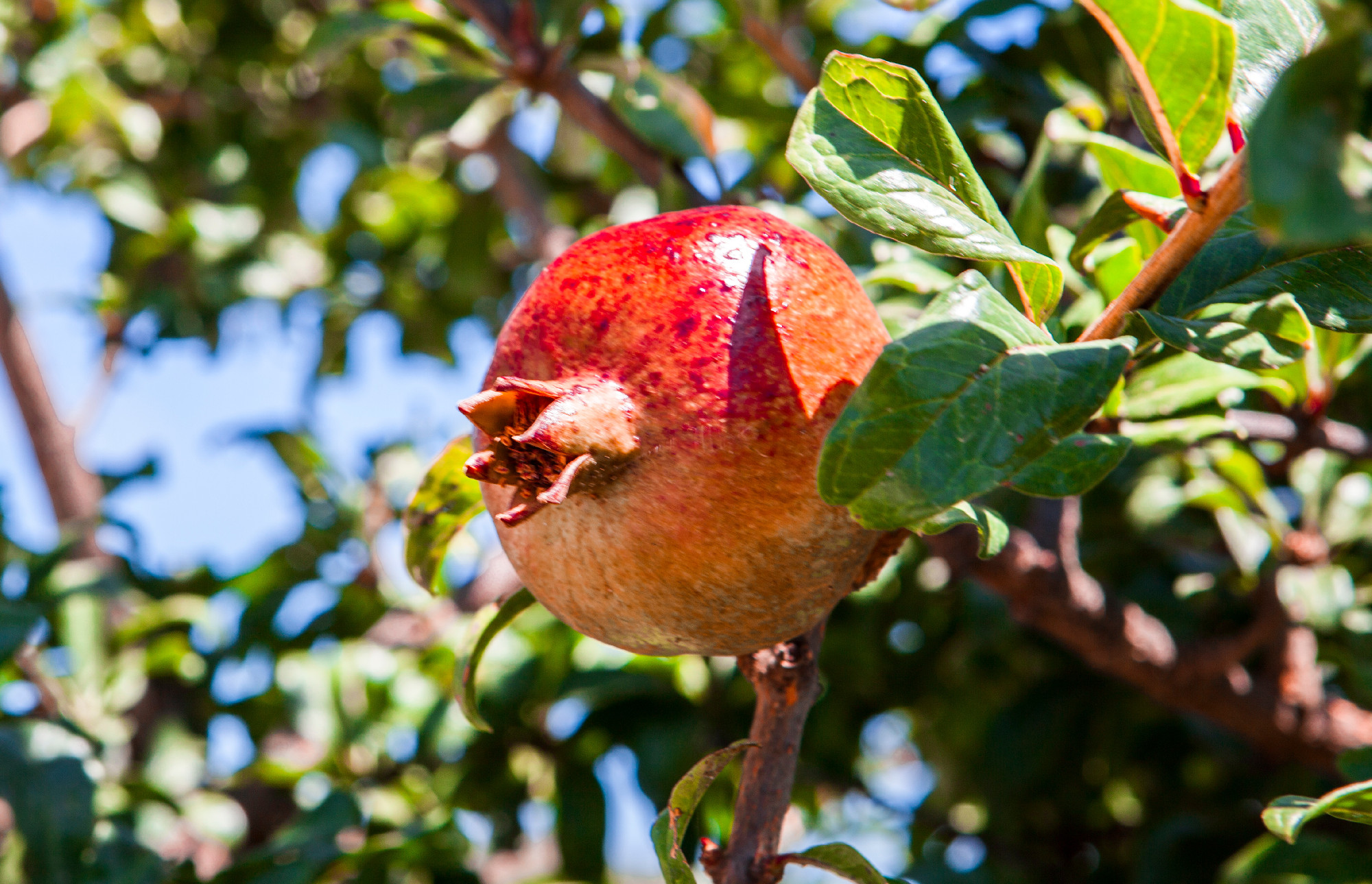 Large ripe pomegranate on the branch