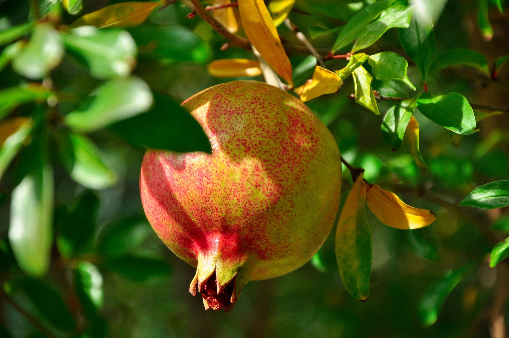 Ripe juicy pomegranate fruit grows on a tree with green leaves in the garden